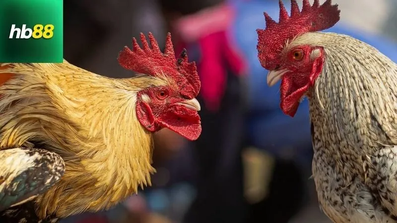 Gà Chọi C1 Thái Lan – Trận Đấu Kịch Tính Của Những Siêu Kê 4 ga-choi-c1-thai-lan