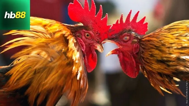 Gà Chọi Ô Tía – Thần Kê Sở Hữu Lối Đá Sát Thủ 2 ga-choi-o-tia