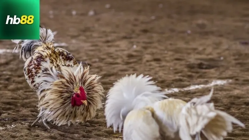 Gà Cuban Đá Cựa Sắt – Chiến Kê Ngoại Cực Kỳ Lì Lợm 3 ga-cuban-da-cua-sat