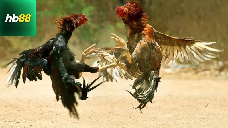 Màu Mạng Đá Gà – Chọn Gà Hợp Mệnh, Tăng Tỷ Lệ Thắng 1 mau-mang-da-ga